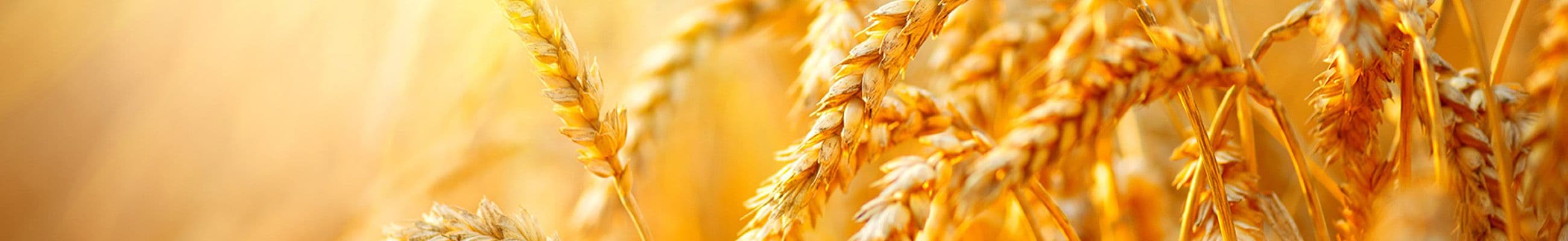 الأعمال التجارية وتغير المناخ: نحو انبعاثات صفرية