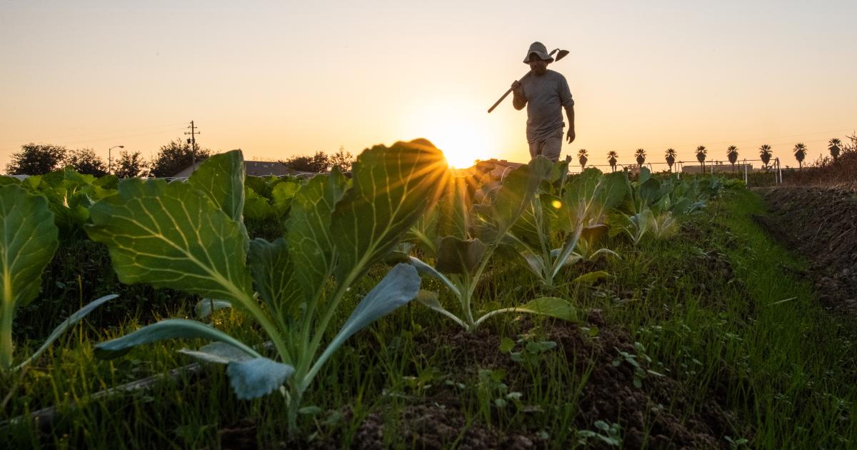 أساسيات الزراعة العضوية: من البذرة إلى الحصاد